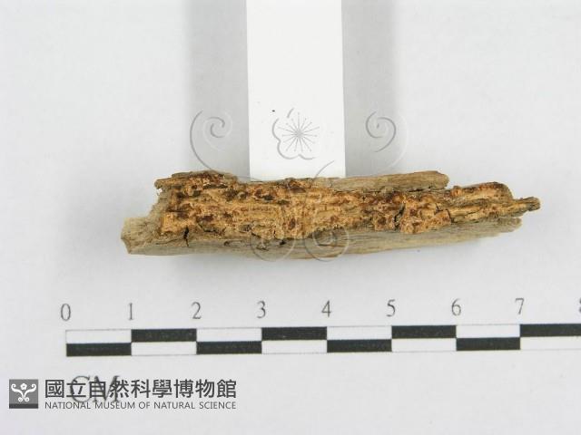 登錄號:F0017809藏品圖，第3張