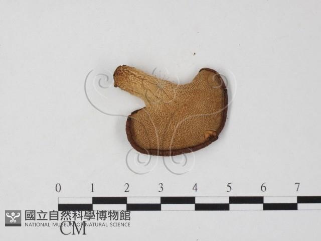 寬鱗多孔菌藏品圖，第3張