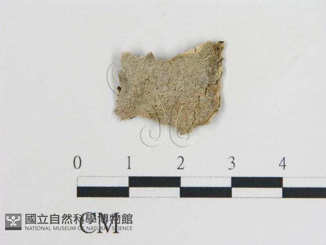 登錄號:F0019809藏品圖，第1張
