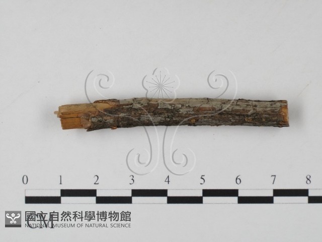 登錄號:F0013809藏品圖，第3張
