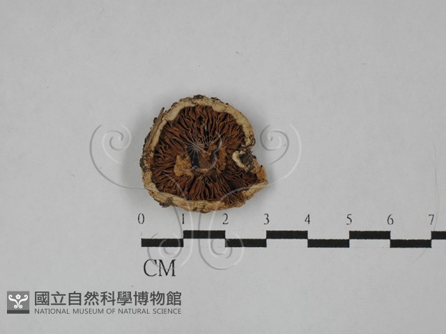 登錄號:F0028909藏品圖，第3張