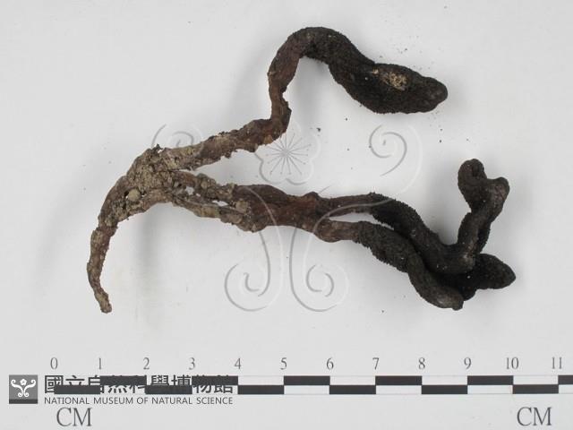 登錄號:F0008909藏品圖，第3張