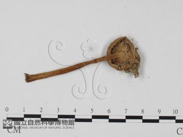 登錄號:F0010909藏品圖，第3張