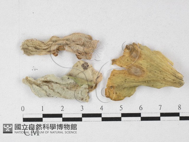 登錄號:F0026909藏品圖，第1張