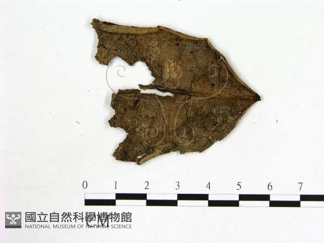 登錄號:F0001909藏品圖，第3張
