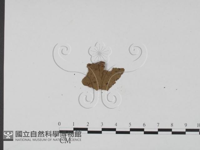 登錄號:F0011909藏品圖，第3張