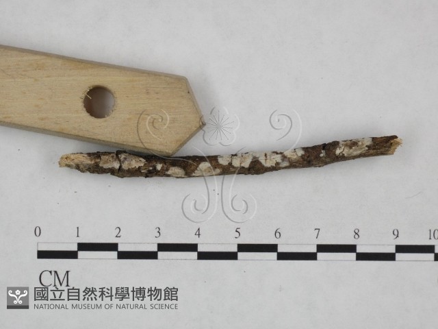 射脈菌屬藏品圖，第3張