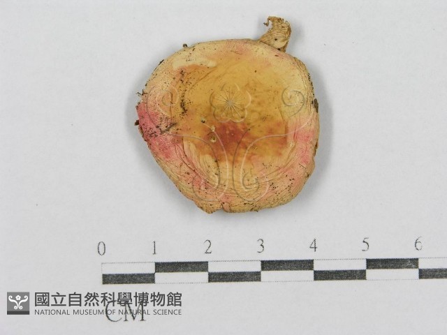 紅菇屬藏品圖，第3張