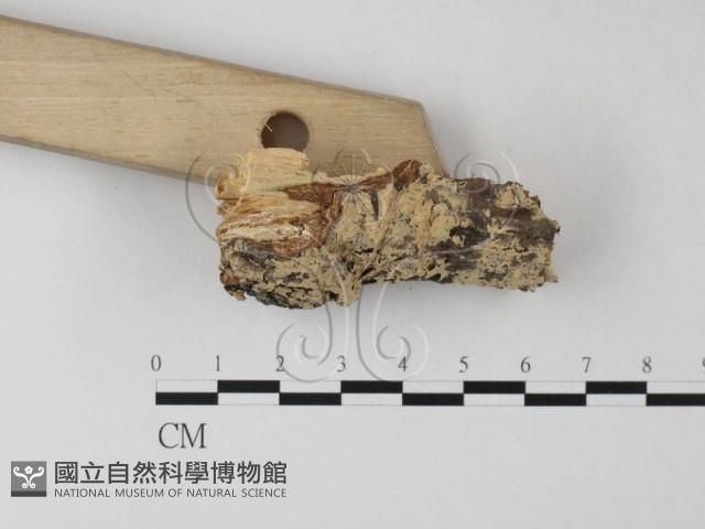 登錄號:F0014909藏品圖，第3張