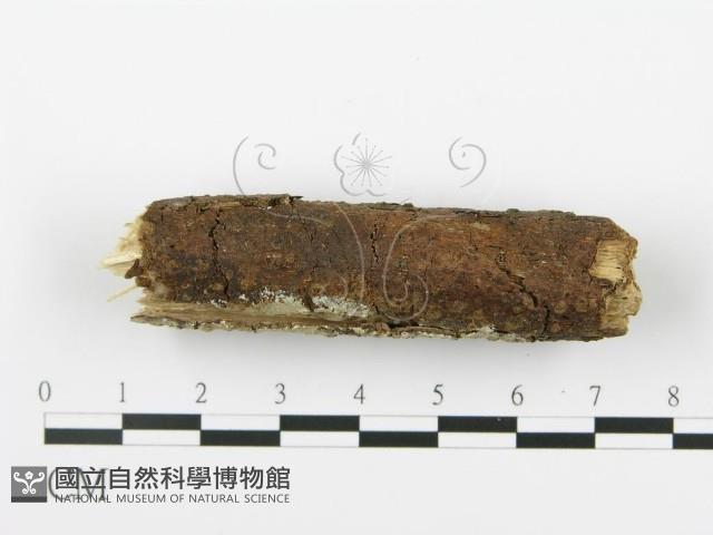 登錄號:F0002909藏品圖，第3張