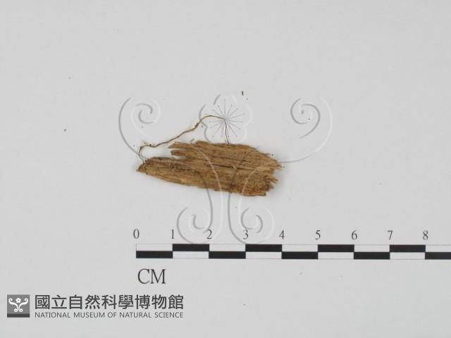 登錄號:F0012909藏品圖，第3張