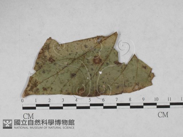 登錄號:F0027909藏品圖，第1張