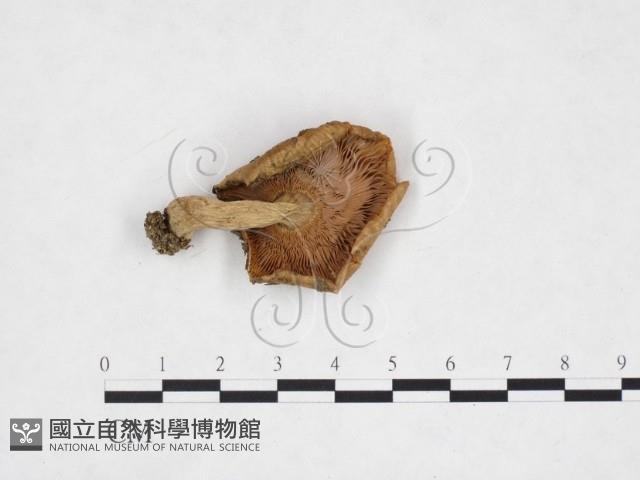 登錄號:F0025909藏品圖，第3張