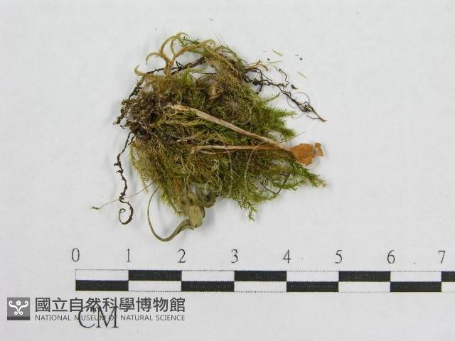 盔孢傘屬藏品圖，第3張
