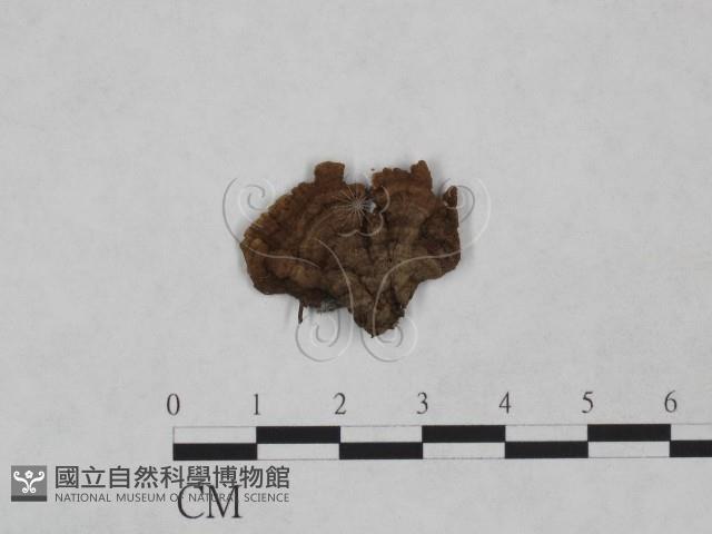登錄號:F0023909藏品圖，第3張