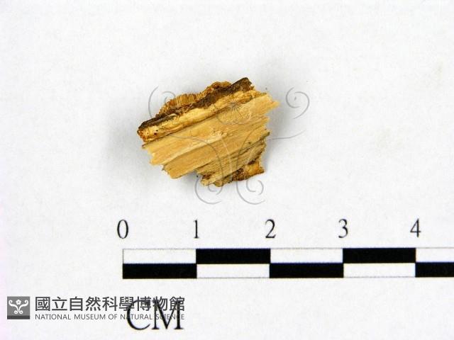 登錄號:F0010609藏品圖，第3張