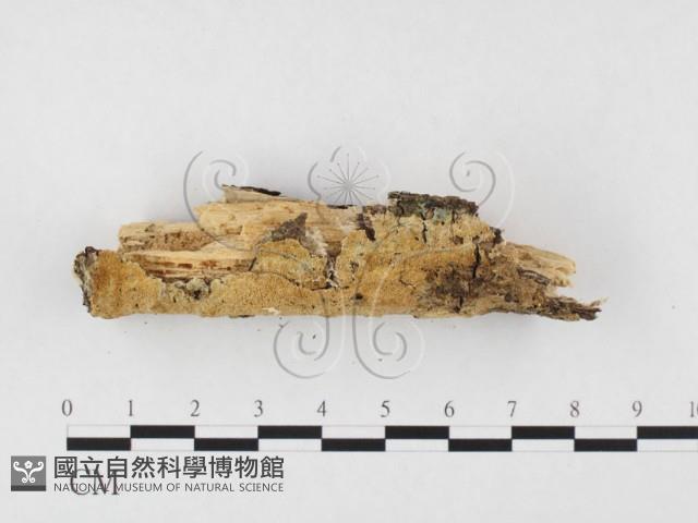 登錄號:F0026609藏品圖，第3張
