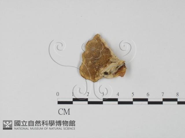登錄號:F0006609藏品圖，第3張