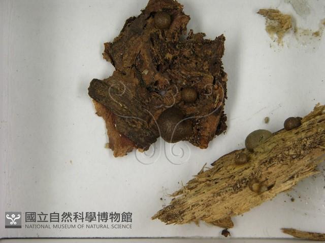 登錄號:F0021609藏品圖，第3張