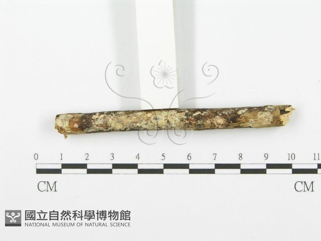 齒耳菌屬藏品圖，第3張