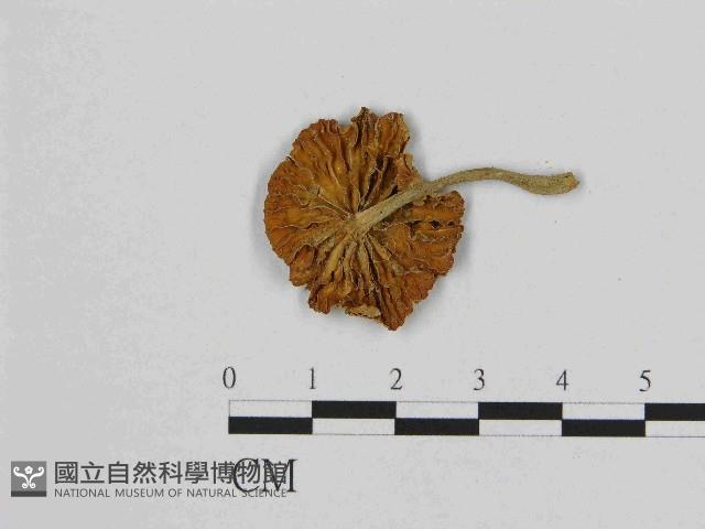 登錄號:F0014609藏品圖，第3張