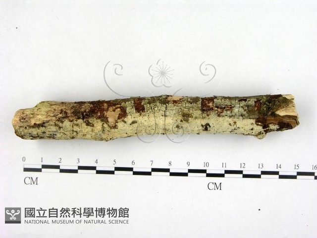 登錄號:F0022609藏品圖，第3張