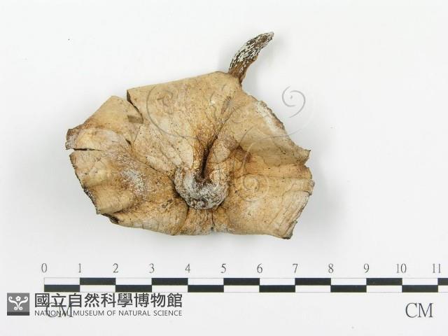 傘菌屬藏品圖，第3張