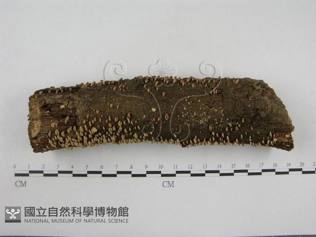 登錄號:F0012609藏品圖，第3張