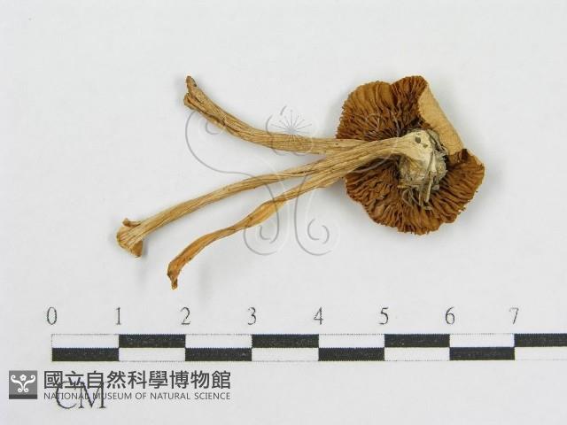 登錄號:F0007609藏品圖，第3張