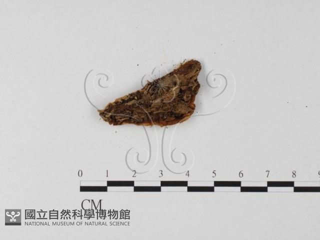 登錄號:F0025609藏品圖，第3張