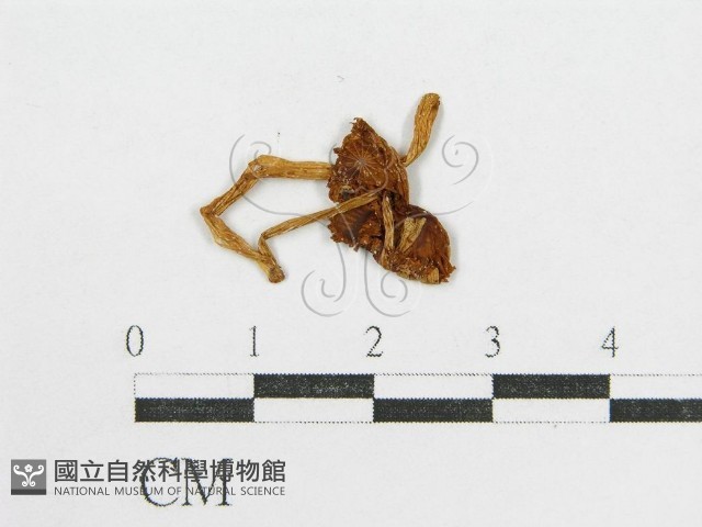 登錄號:F0005609藏品圖，第3張