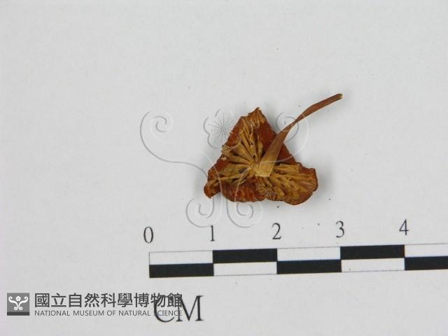 登錄號:F0015609藏品圖，第3張