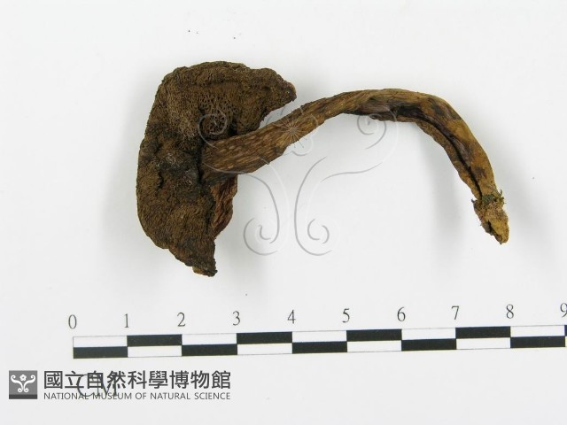 登錄號:F0013609藏品圖，第3張