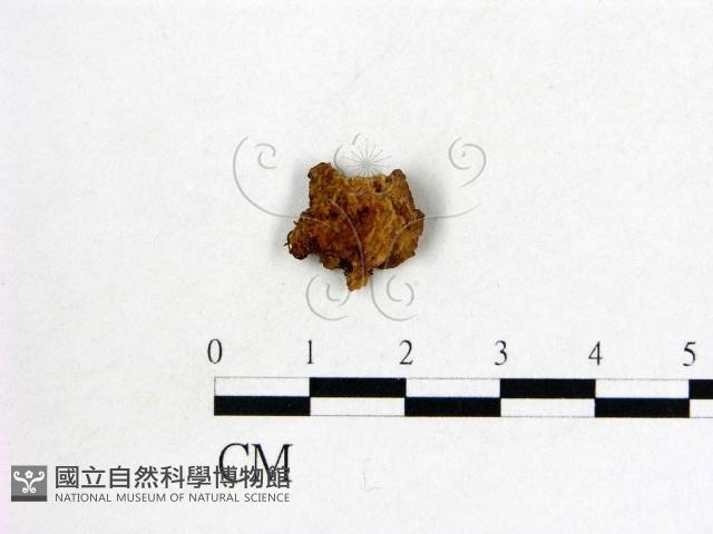 皺木耳藏品圖，第3張