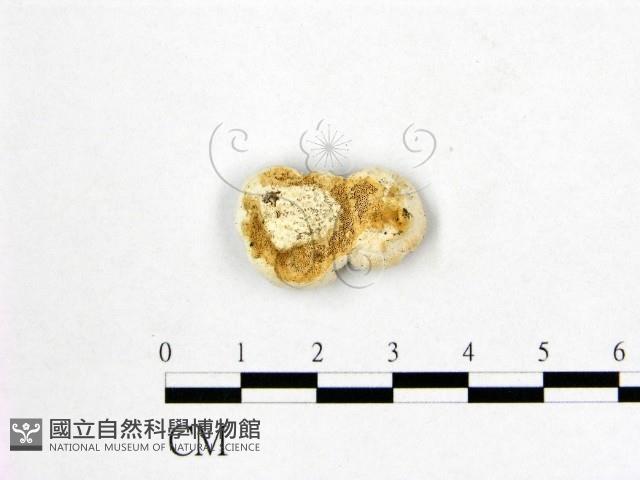 多年臥孔菌屬藏品圖，第3張