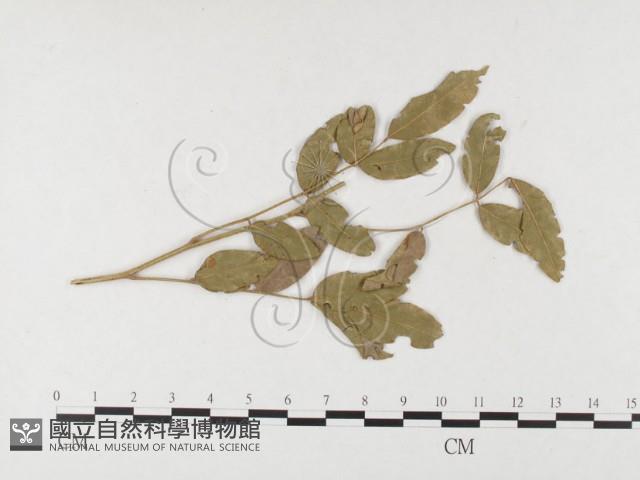 登錄號:F0026409藏品圖，第1張