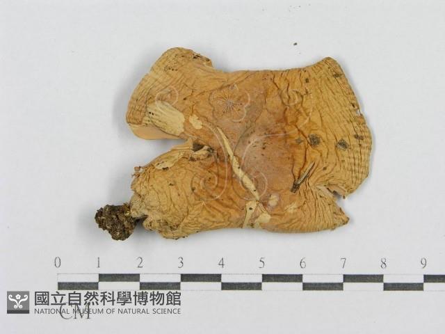登錄號:F0016409藏品圖，第3張