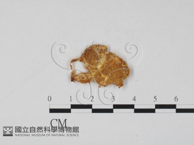 登錄號:F0011409藏品圖，第3張