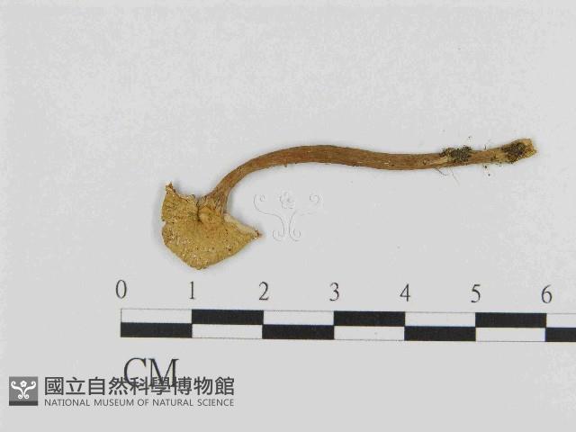 乳菇屬藏品圖，第3張