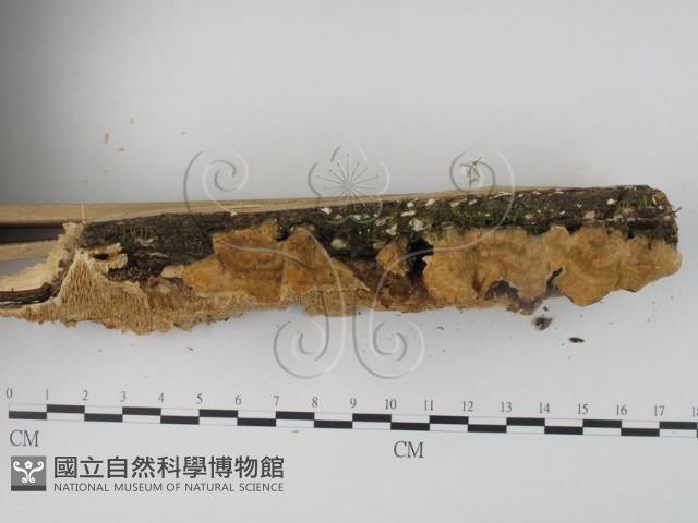 栓菌屬藏品圖，第3張