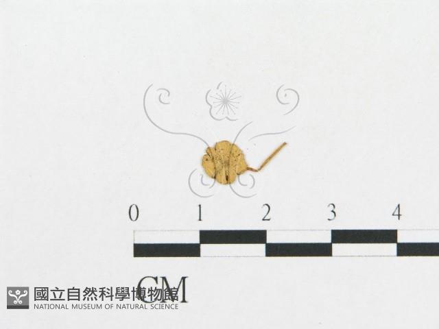 登錄號:F0012409藏品圖，第3張