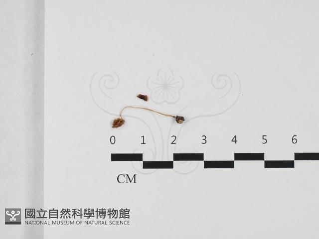 登錄號:F0032409藏品圖，第3張