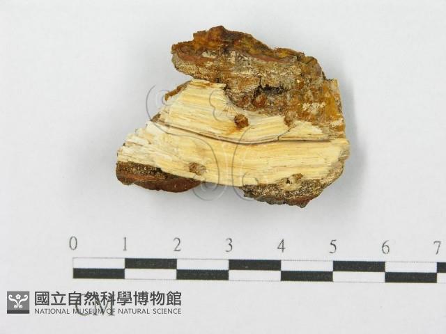 登錄號:F0017409藏品圖，第1張