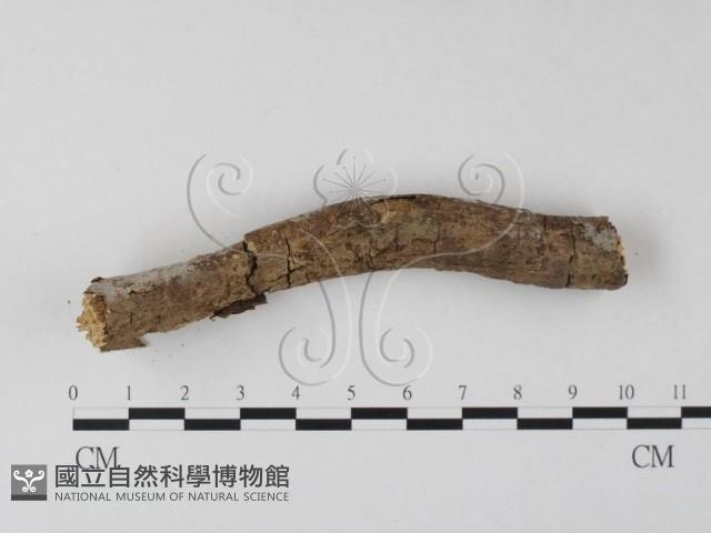 冇骨消絲齒菌藏品圖，第3張