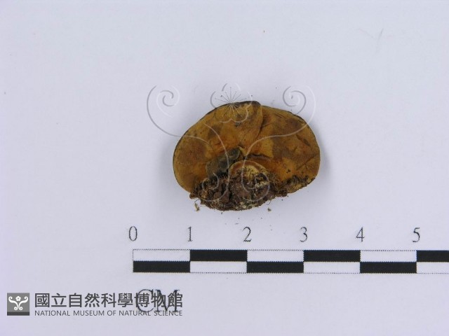 登錄號:F0003409藏品圖，第3張
