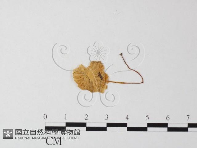 小菇屬藏品圖，第3張