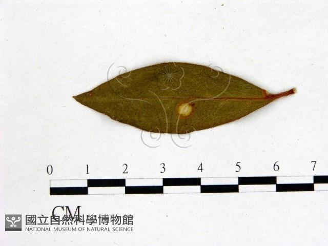 登錄號:F0020709藏品圖，第3張