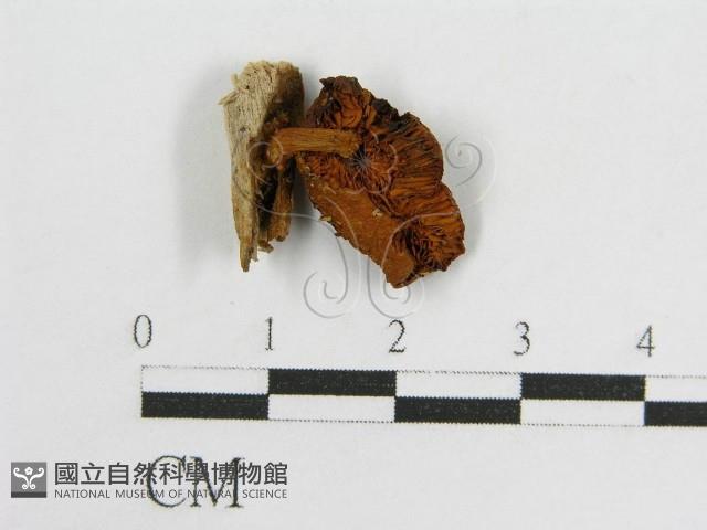 登錄號:F0010709藏品圖，第3張