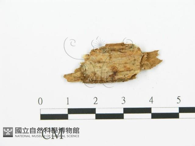 登錄號:F0016709藏品圖，第3張