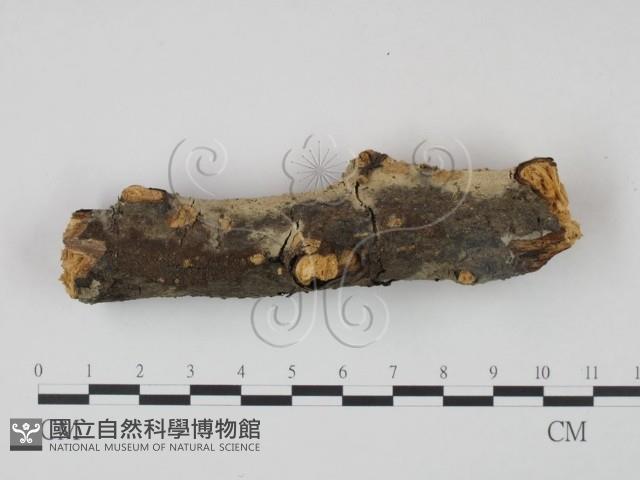 剛毛絲皮菌藏品圖，第3張